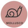 mollusco